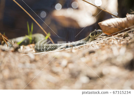Grass snake on the forest floor 67315234