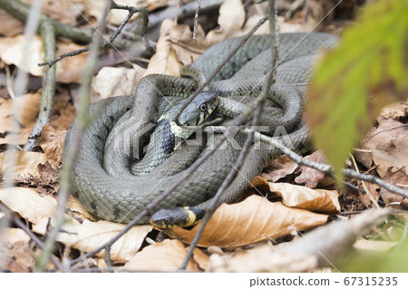 Mating grass snakes 67315235