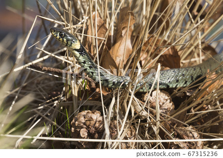 Grass snake in dry grass 67315236