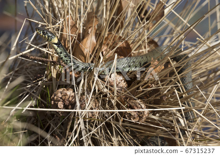 Grass snake in dry grass 67315237