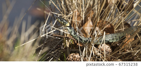 Panorama of a grass snake 67315238