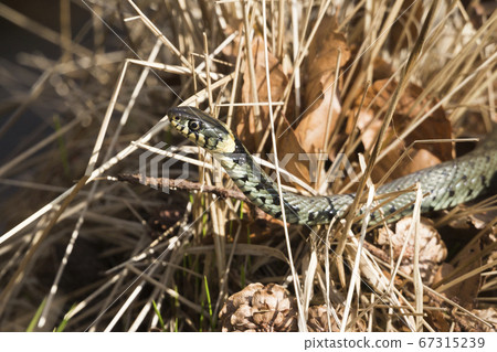 Grass snake in dry grass 67315239