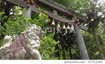 Komainu and torii of the upper shrine of Suwa Taisha 67315269