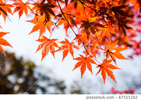 Shakujii公園秋葉 Shakujii公園秋葉 67315282