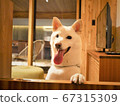 柴犬等待白色食物 67315309