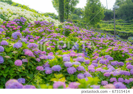 Mie Prefecture Tsu City Hydrangea Kazahaya no Sato Mie Prefecture Tsu City Hydrangea Kazahaya no Sato 67315414