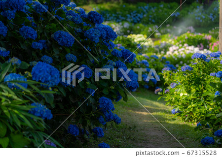 Mie Prefecture Tsu City Hydrangea Kazahaya no Sato 67315528