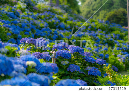 Mie Prefecture Tsu City Hydrangea Kazahaya no Sato 67315529