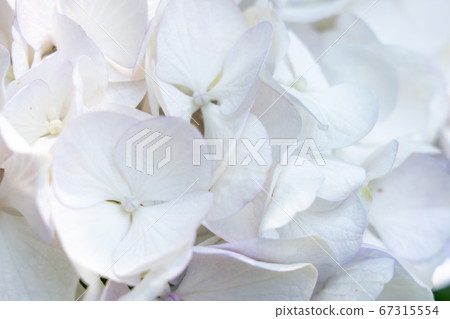 Mie Prefecture Tsu City Hydrangea Kazahaya no Sato Mie Prefecture Tsu City Hydrangea Kazahaya no Sato 67315554