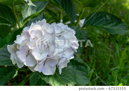 Mie Prefecture Tsu City Hydrangea Kazahaya no Sato Mie Prefecture Tsu City Hydrangea Kazahaya no Sato 67315555