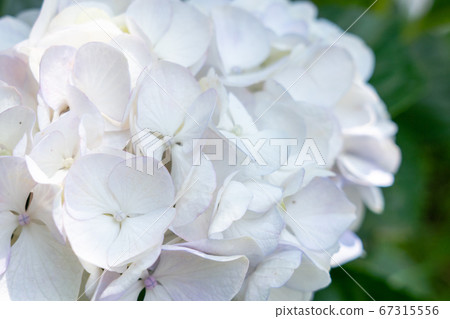 Mie Prefecture Tsu City Hydrangea Kazahaya no Sato 67315556