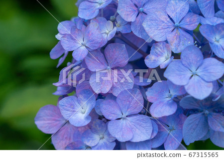 三重縣津市繡球花Ka之裡 67315565