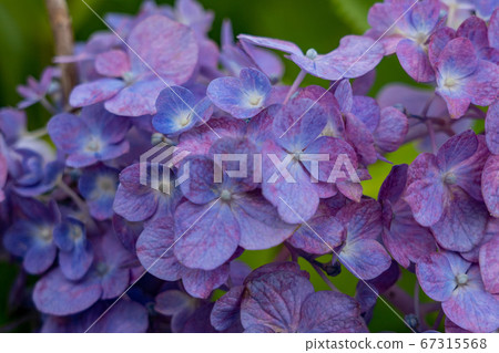 Mie Prefecture Tsu City Hydrangea Kazahaya no Sato Mie Prefecture Tsu City Hydrangea Kazahaya no Sato 67315568