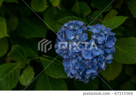 三重縣津市繡球花Ka之裡 三重縣津市繡球花Ka之裡 67315569