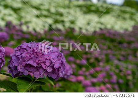 三重縣津市繡球花Ka之裡 三重縣津市繡球花Ka之裡 67315571