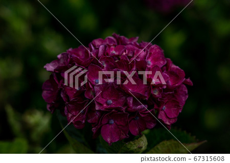Mie Prefecture Tsu City Hydrangea Kazahaya no Sato Mie Prefecture Tsu City Hydrangea Kazahaya no Sato 67315608
