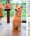 柴犬新鮮綠色背景 67316623