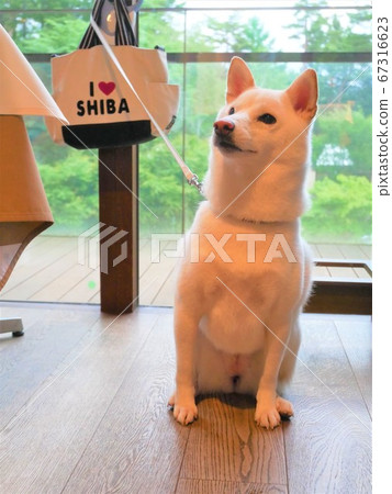 柴犬新鮮綠色背景 柴犬新鮮綠色背景 67316623
