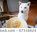 柴犬美白零食 67316624