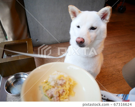 柴犬美白零食 67316624