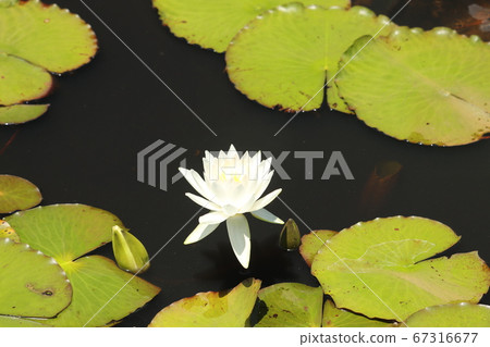 水蓮花 67316677