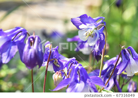 Odamaki（戒指） 67316849