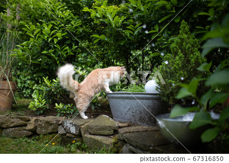 curious maine coon cat in garden 67316850