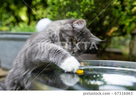 curious maine coon cat fishing flower in water bowl curious maine coon cat fishing flower in water bowl 67316863