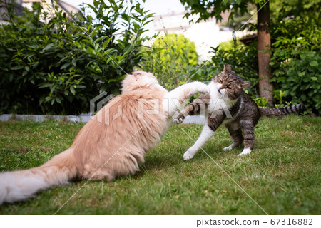 cats having a fight in garden cats having a fight in garden 67316882