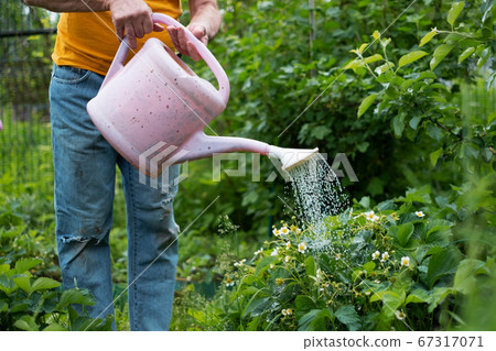 watering flowers using can in garden. No face view. 67317071