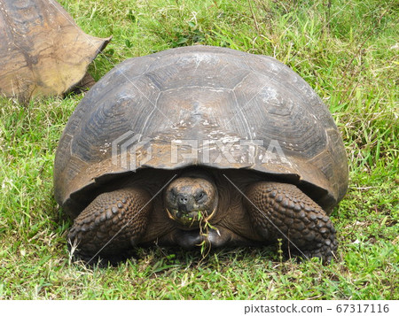 Galapagos giant tortoise inhabiting the Galapagos Islands 67317116