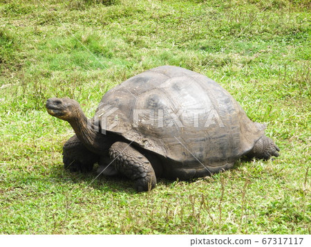 Galapagos giant tortoise inhabiting the Galapagos Islands 67317117