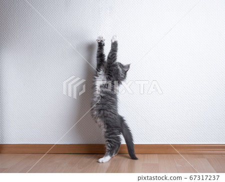 maine coon kitten playing rearing up maine coon kitten playing rearing up 67317237