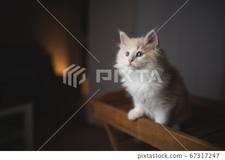 maine coon kitten sitting on small table maine coon kitten sitting on small table 67317247