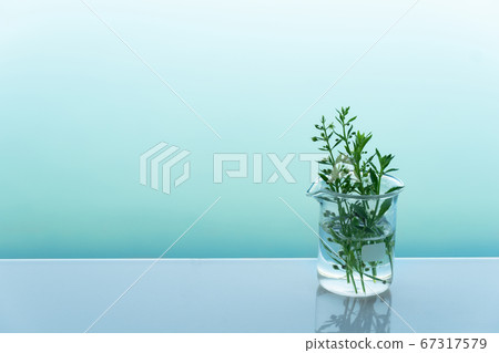 natural green herbal plant in glass science beaker 67317579
