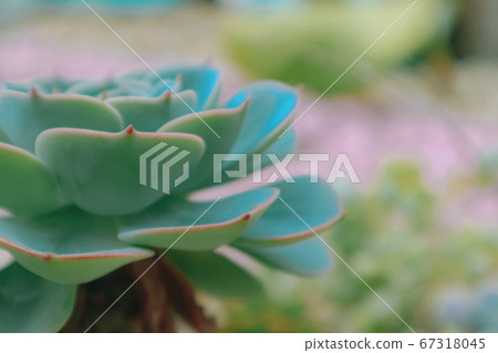 Succulent plants that look like flowers Succulent plants that look like flowers 67318045