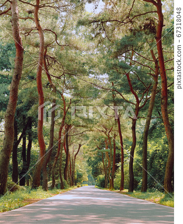 一條安靜的松樹林小徑 67318048