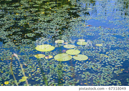 Pond and lotus leaf Pond and lotus leaf 67318049