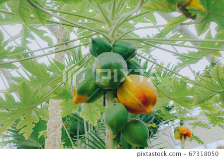 棕櫚樹與椰子原料 67318050