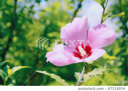 Higunghwa in full bloom 67318054