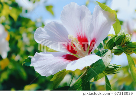 芙蓉和盛開的藍天 67318059