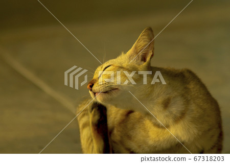 A small brown cat sitting on the ground A small brown cat sitting on the ground 67318203