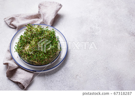 Microgreen sprouts of alfalfa. Healthy food Microgreen sprouts of alfalfa. Healthy food 67318287
