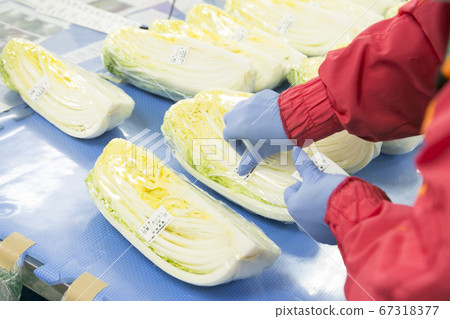 Agricultural cooperative Chinese cabbage Agricultural cooperative Chinese cabbage 67318377