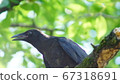 烏鴉 67318691