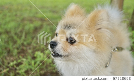 吠博美犬 67318698