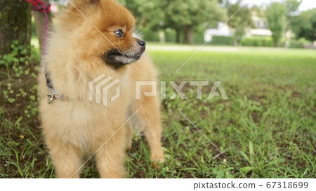Pomeranian looking to the side 67318699