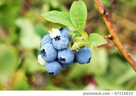 Growing Bog whortleberry (Vaccinium uliginosum.) 67318819