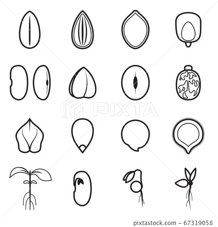 Seed icon set, which represents the most common types of crop seeds such as beans, buckwheat, wheat, sunflower, pumpkin, castor, soy etc. Vector illustration	 67319058