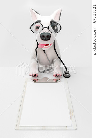 Small dog looks like a doctor Small dog looks like a doctor 67319121